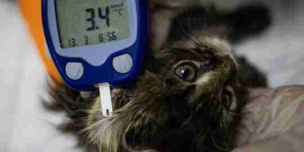 Veterinary Glucometers Market Growth Accelerated by Home Monitoring Devices and Wearable Technology