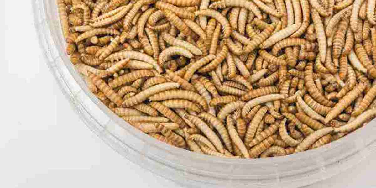 Insect Protein Market Potential: Exploring Growth and Opportunities in the Sustainable Protein Sector