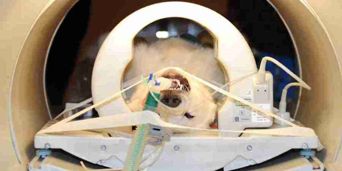 Veterinary MRI Systems Market Dynamics Shaping the Future of Animal Diagnostic Imaging Technologies