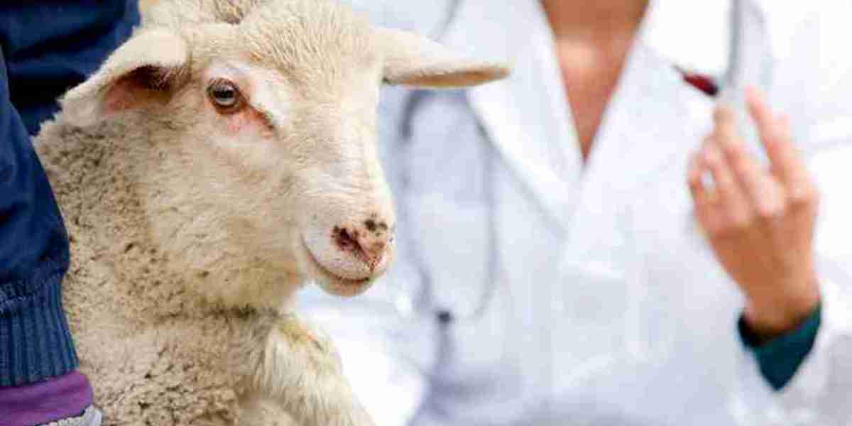 Cattle and Sheep Vaccine Market Growth Trends Driving Innovation and Global Livestock Health Improvements