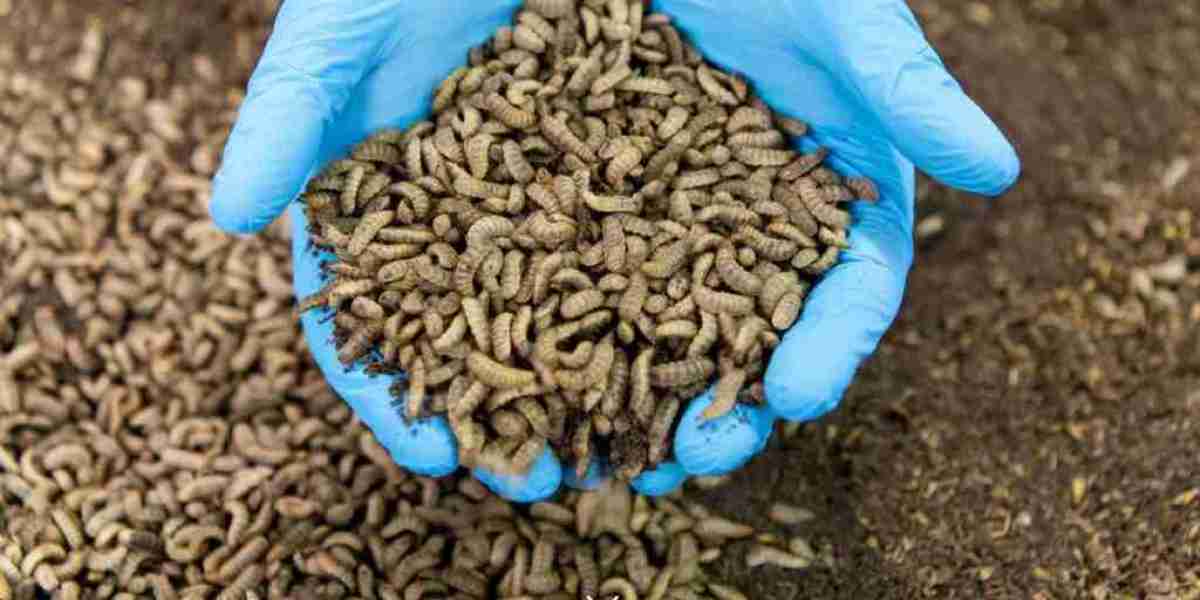 Insect Feed Market: Exploring Its Vast Potential for Sustainable Growth