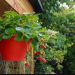 Indoor gardening tools