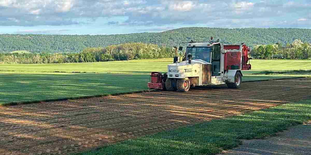Transform Your Lawn with Fresh Grass Sod in Alexandria: A Guide to Lush, Green Spaces