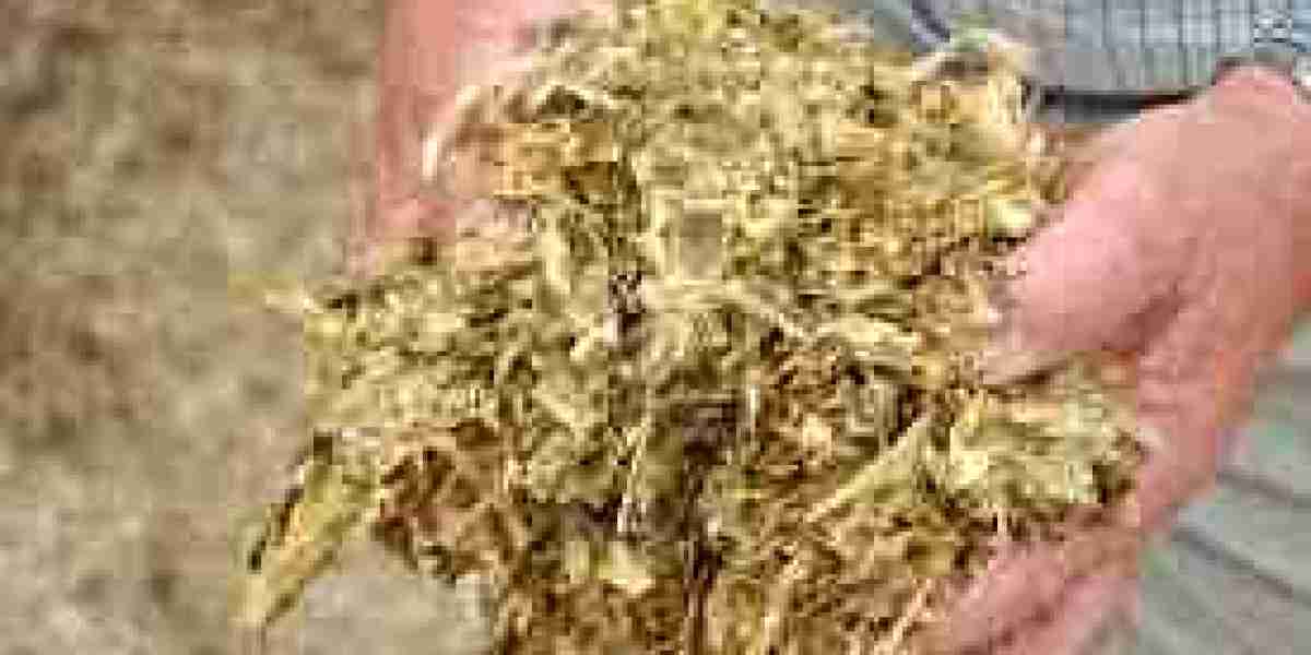 Corn Silage Market Demand Increasing as Livestock Industries Seek Higher Feed Value