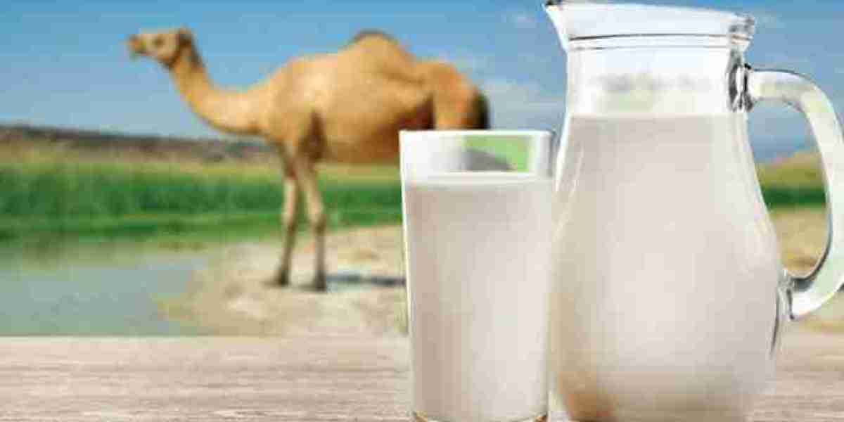 Camel Milk Market Investment Potential in Niche Dairy Segments