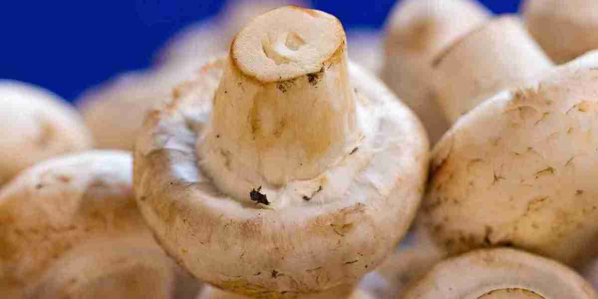 Mushroom Market Potential: Growth Opportunities, Sustainability Trends, and Functional Mushroom Expansion
