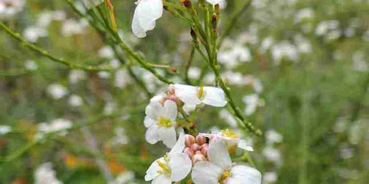 Crambe Abyssinica Seed Oil Market: Exploring Opportunities, Growth, Trends, and Industry Potential