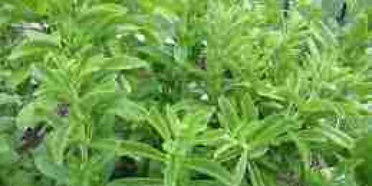 Organic Stevia Market Landscape: Trends, Challenges, and Future Outlook
