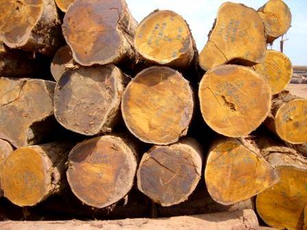 Bilinga Wood Logs for Sale – Bulk Supply, Global Shipping