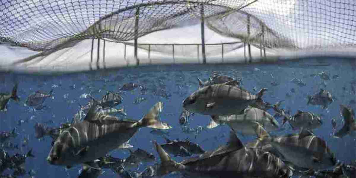 Aquaculture Market Developments: Emerging Trends and Innovations Driving Sustainable Growth in the Global Industry