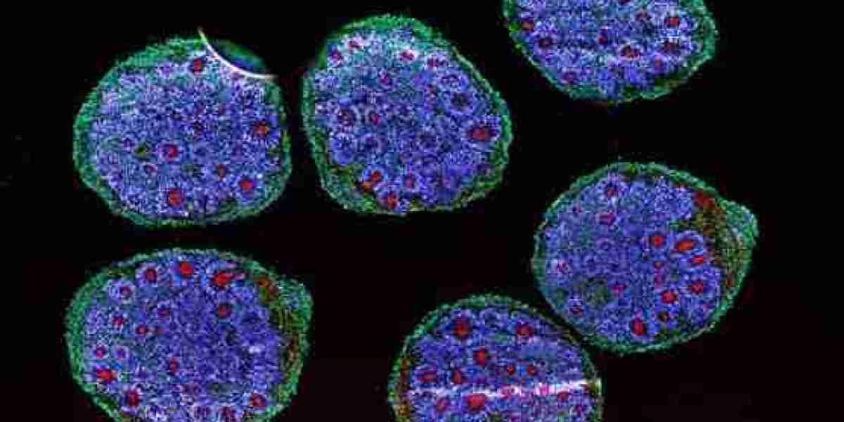 Organoids Market Growth Drivers: Increasing Demand for Human-Like Models to Replace Animal Testing in Pharmaceutical Ind