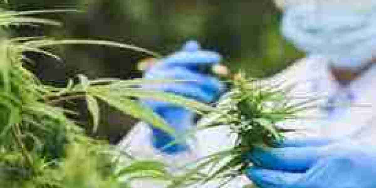 Cannabis Analyser Market Overview: Challenges and Opportunities in Ensuring Product Safety and Compliance