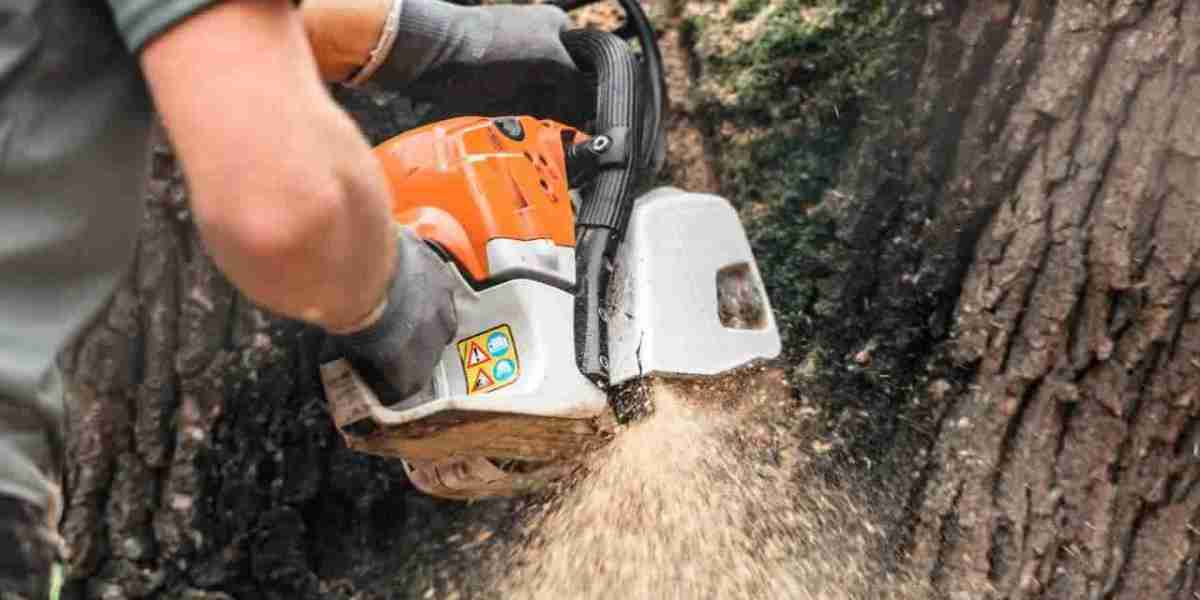 Tree Pruning: The Secret to Healthy, Beautiful, and Safe Trees