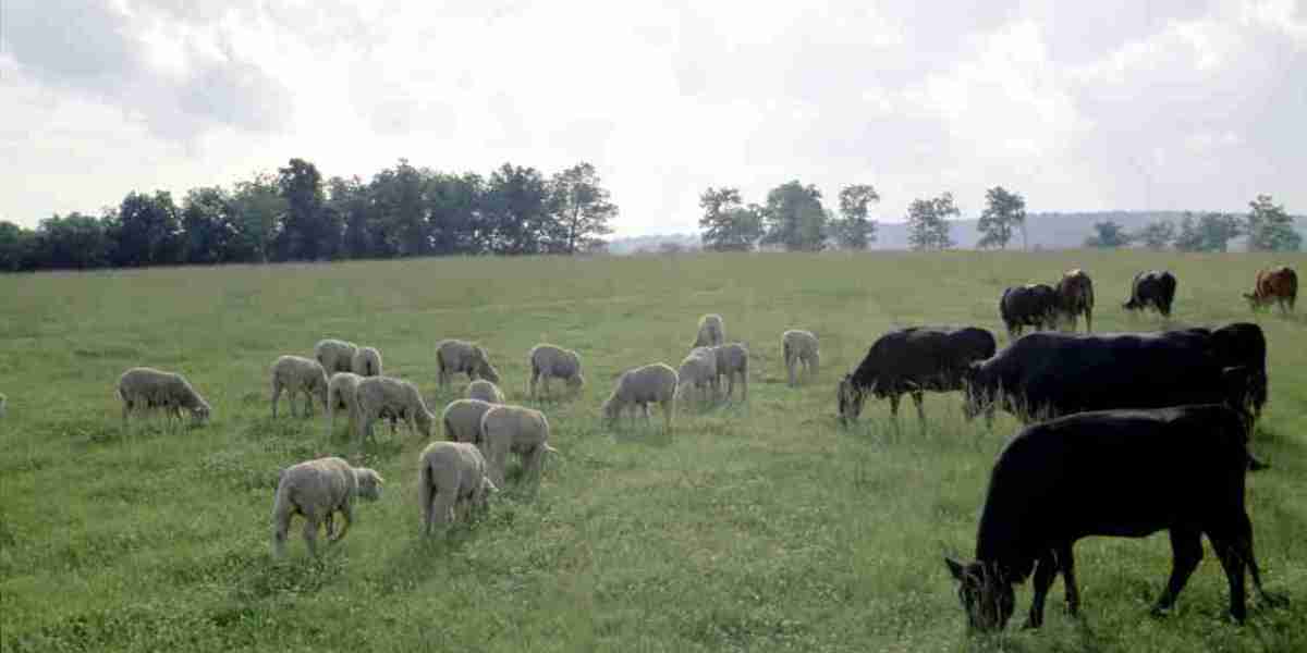 Cattle and Sheep Vaccine Market Dynamics Evolving Through Government Policies and Industry Collaboration