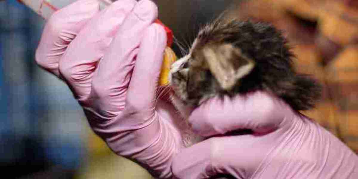 Companion Animals Drug Market Development Accelerates with Innovation and Increasing Pet Healthcare Demand