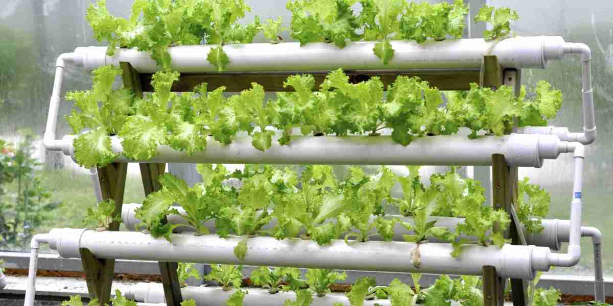 Hydroponics Market Impact on Traditional Agriculture: Complement or Competition?