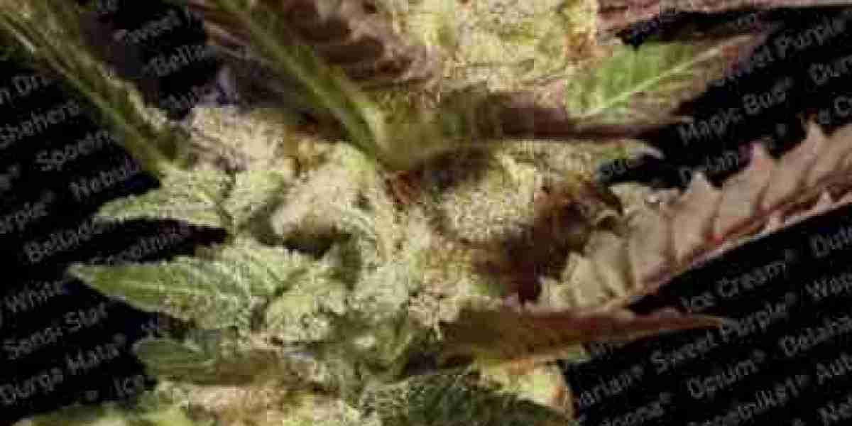 Your Trusted Source to Order Cannabis Seeds Online