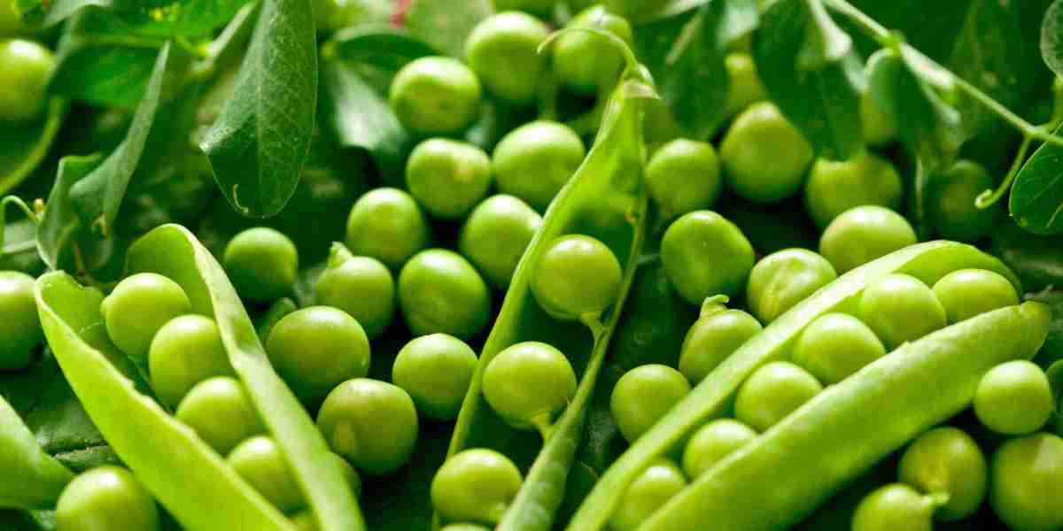 Pea Fiber Market Players Focus on Innovation to Meet Functional Food Industry Needs