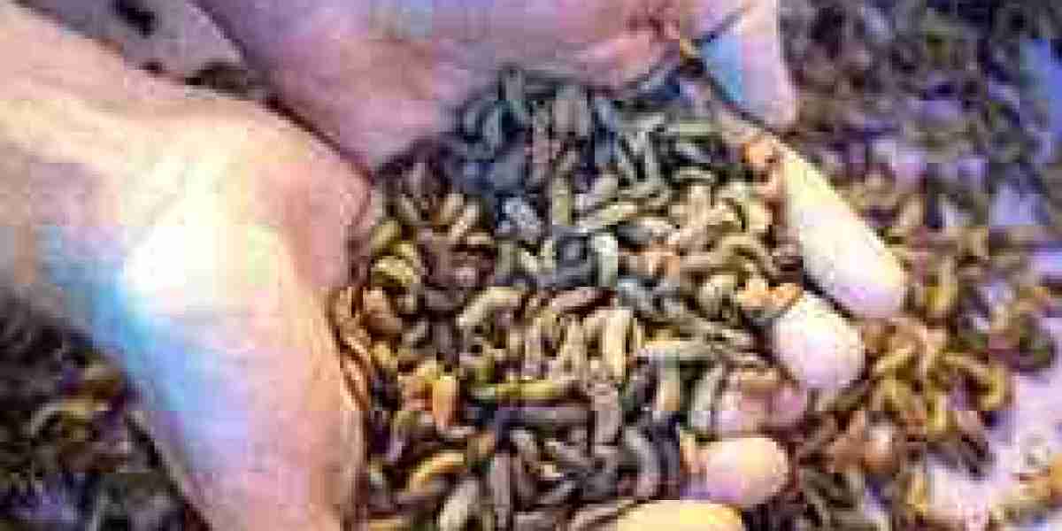 Insect Feed Market Forecast: Projections and Growth Expectations Through 2032