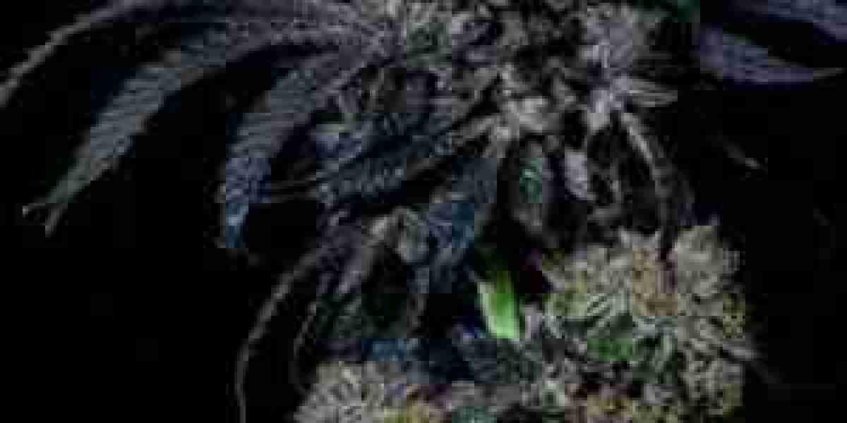 Premium Cannabis Genetics Delivered to Your Door