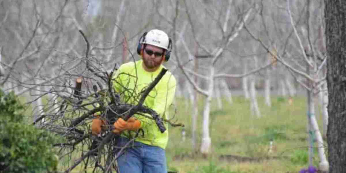 Tree Pruning – The Complete Guide to Healthy, Happy Trees