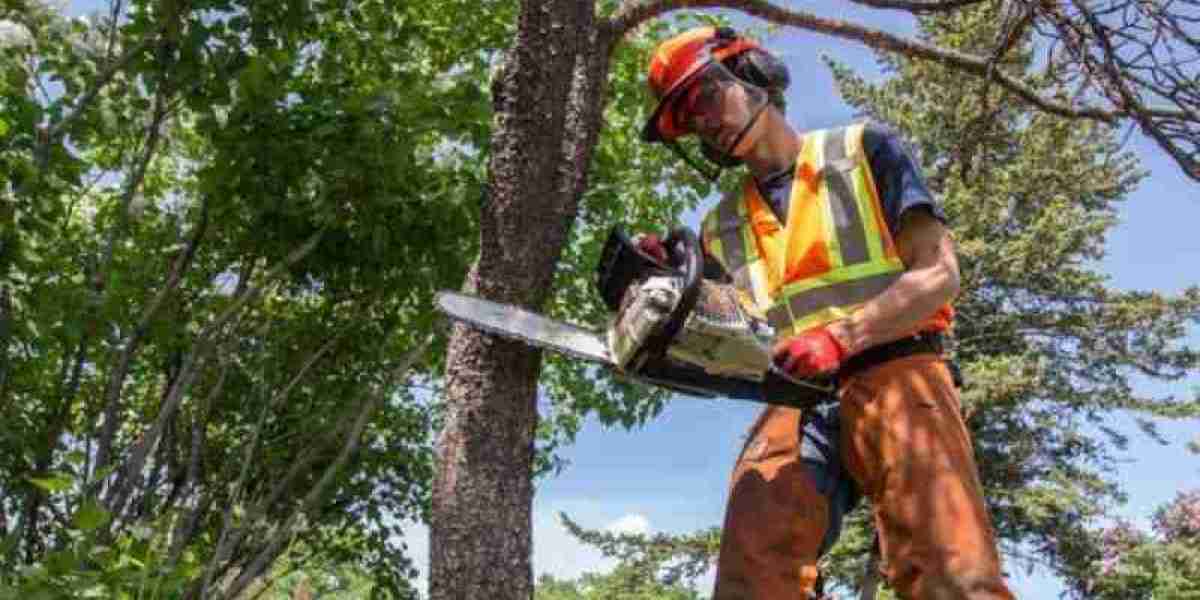 Tree Pruning: The Art of Keeping Your Trees Healthy and Beautiful