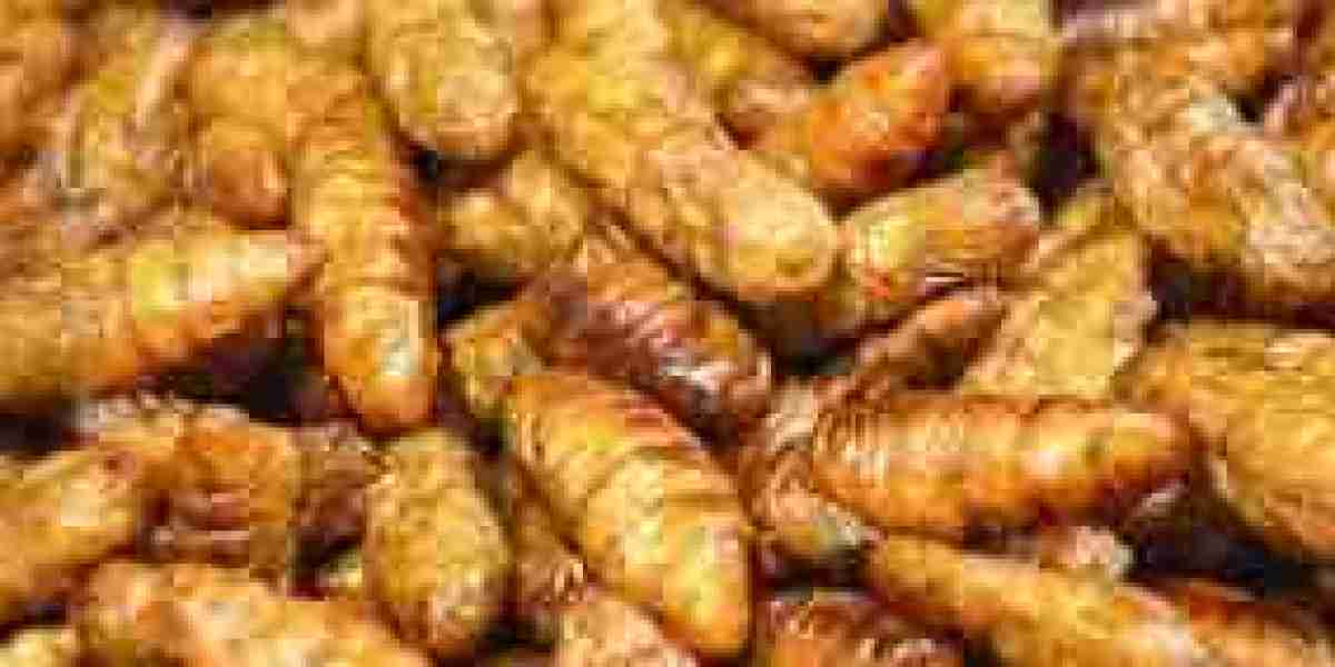 Insect Protein Market: Exploring Market Dynamics Driving Sector Evolution