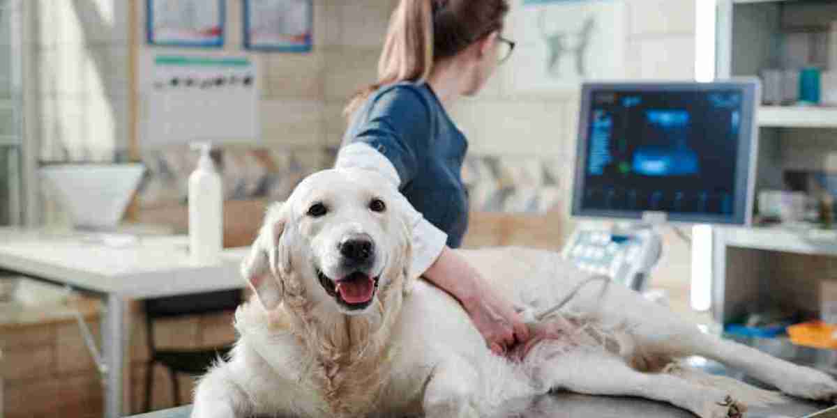 Key Segments Dominating the Veterinary Ultrasound Scanner Market and Their Growth Potential