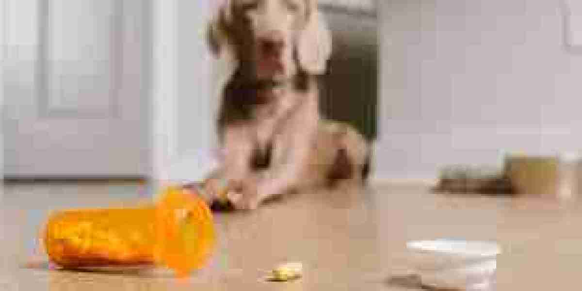 Pet Supplement Market Recent Developments Driving Innovation and Industry Expansion