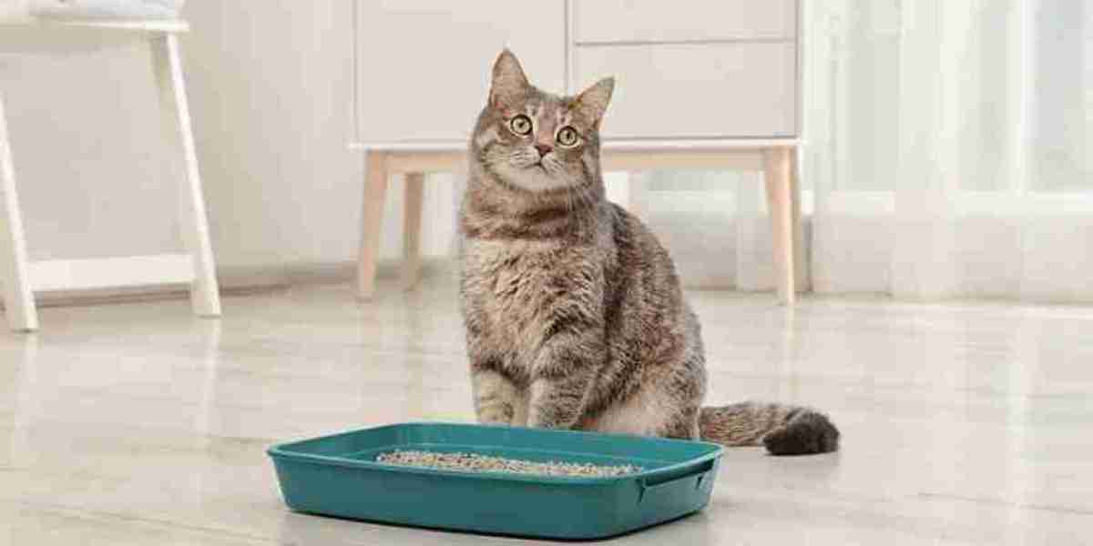 Cat Litter Market Demand in Veterinary Clinics and Animal Shelters