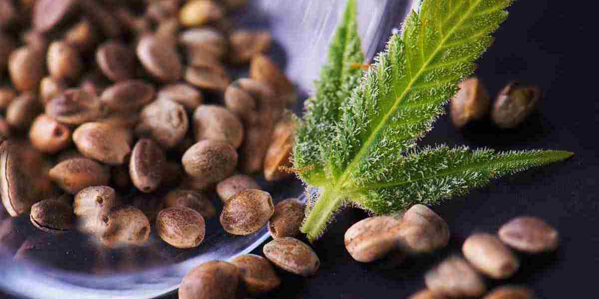 Cannabis Seeds Market Expected to Rise as Aging Population Seeks Natural Alternatives for Pain Management