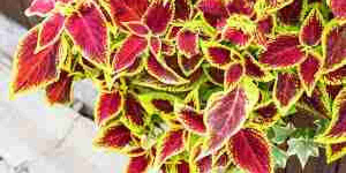 Forskolin Market Research: Technological Advancements Enhancing Bioavailability and Efficacy of Supplements
