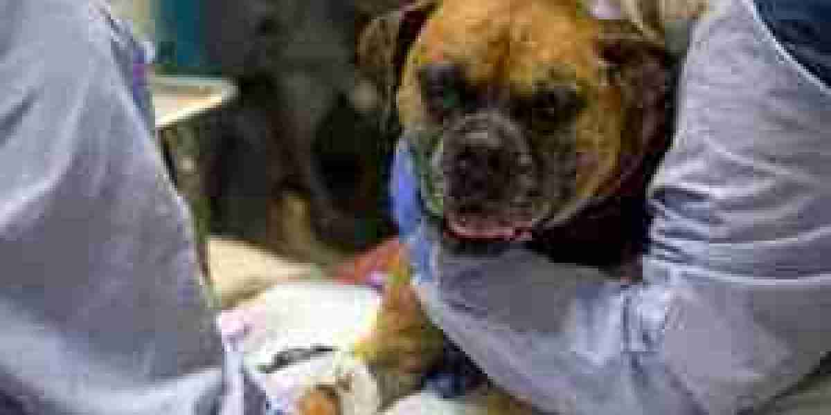 Animal Parasiticides Market companion animal segment drivers and veterinary spend increase tracked 