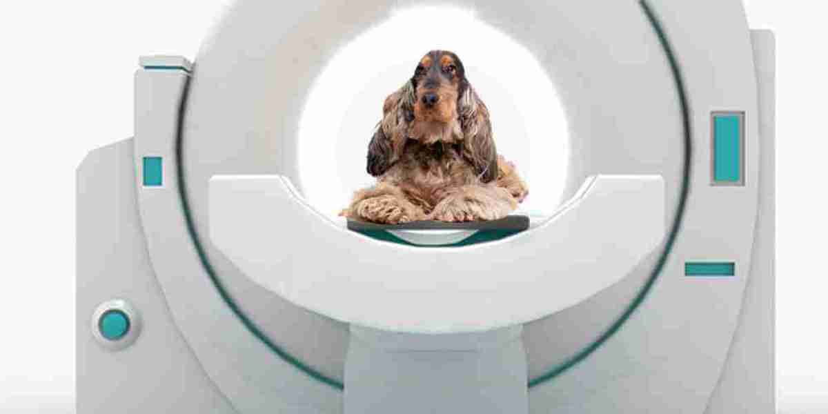Veterinary MRI Systems Market Trends Reflect Growing Pet Care Awareness and Imaging Technology Adoption