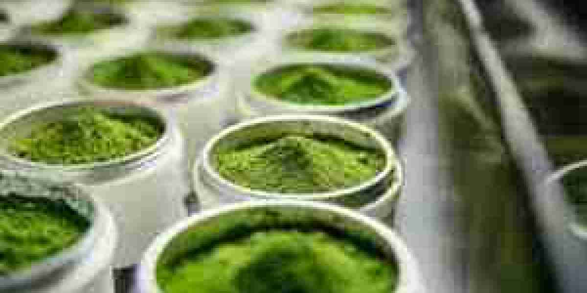 Matcha Market Sustainability Focus Boosts Sourcing Transparency and Eco-Conscious Packaging