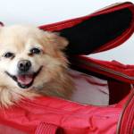 dog andcarrier