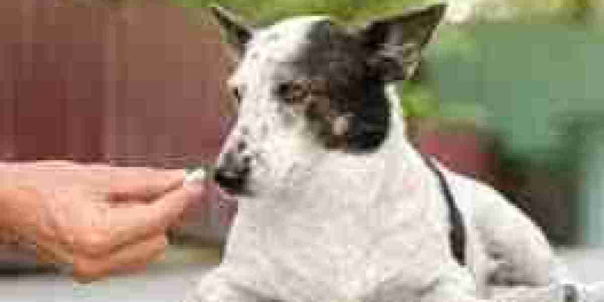 Pet Supplement Market Development Accelerated by Health Trends and Innovation