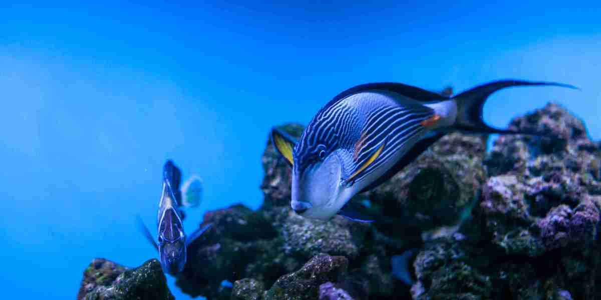 Using Fish Tagging Systems in Marine Ecosystems: A Deep Dive into Smarter Conservation