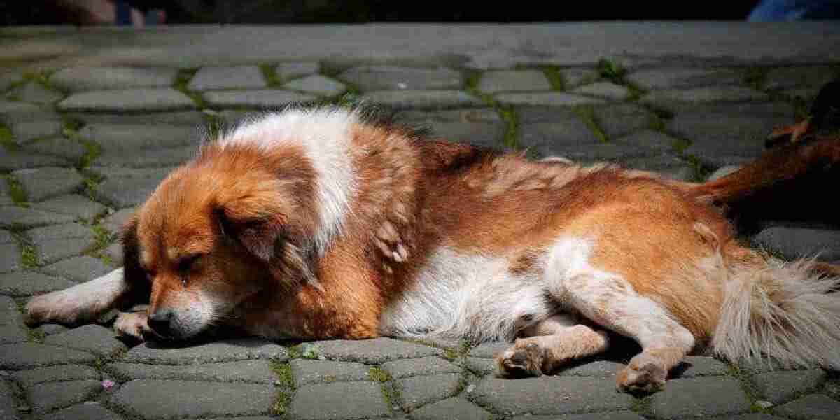 Care for Your Dog After Neutering: Warning Signs & Recovery Tips