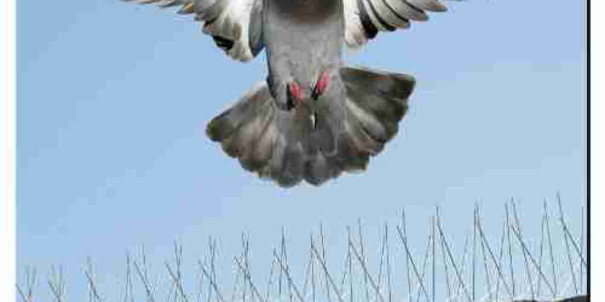 Bird Control Service Near Me, Bird Control Treatment Services for Effective Pest Management