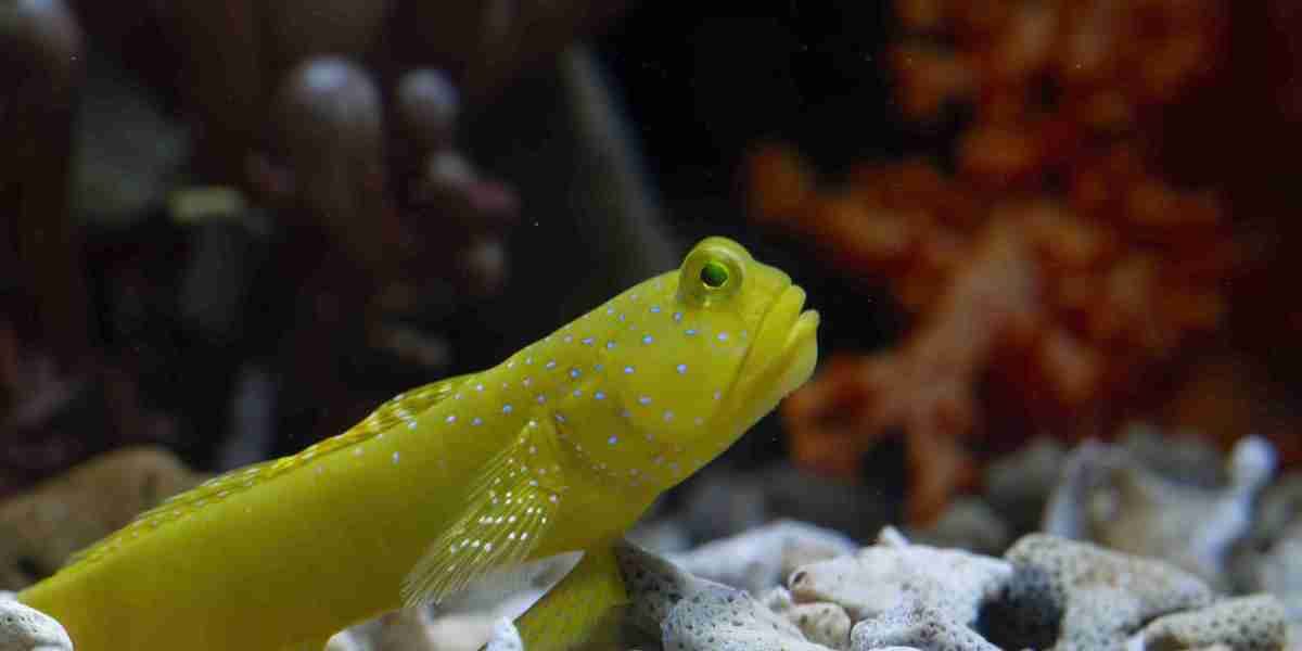 How Tag Tracking Improves Fish Migration Studies