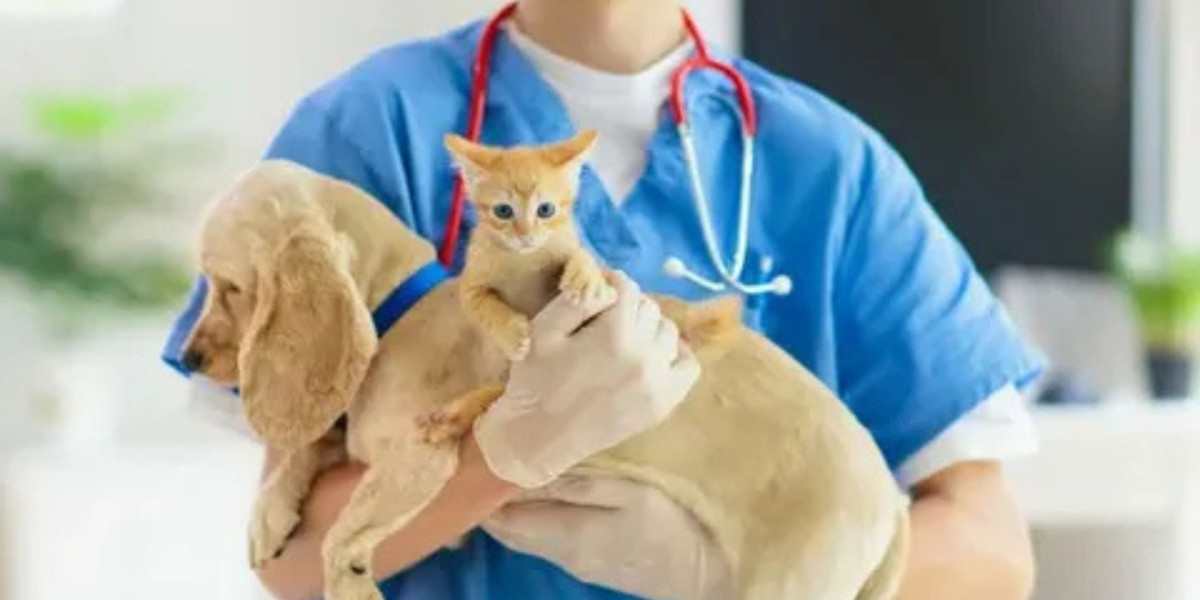 5 Ways Vet Care in NYC Supports Aging Pets!