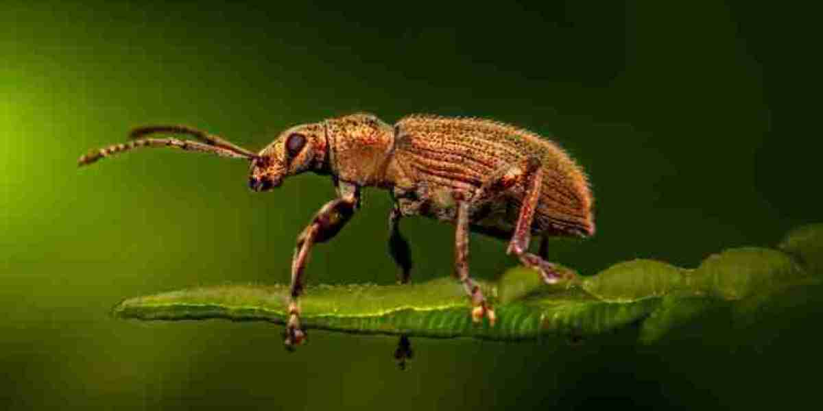 Boost Your Local Reach with the Right Pest Control SEO Company <br> <br>That’s why hiring a pest control SEO company is 